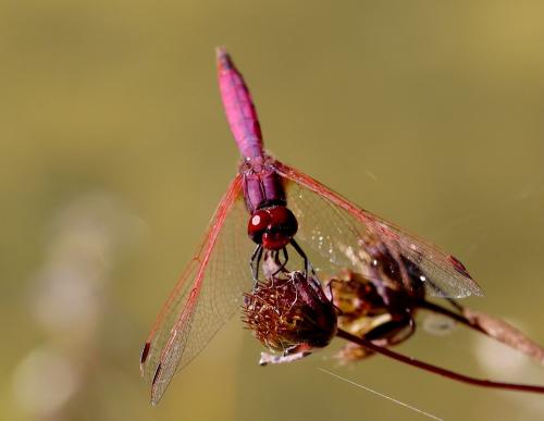Trithemis annulata